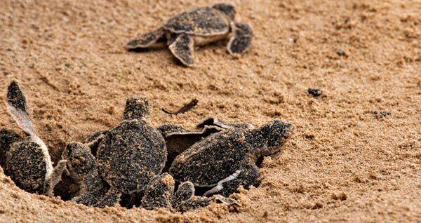 Photo of baby turtles in the sand
