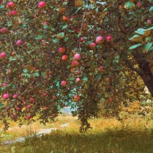 photo of an apple orchard in fall