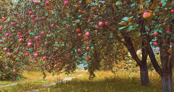 photo of an apple orchard in fall