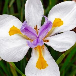 Closeup photo of a fortnight lily